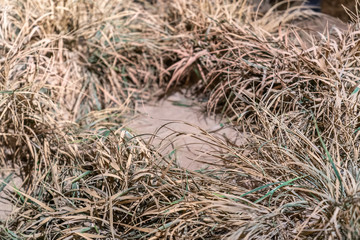A dry mass of weeds