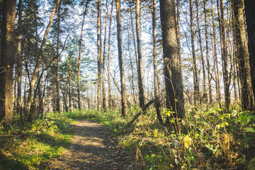 Pathway through beautiful forest with different trees 