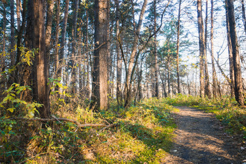Pathway through beautiful forest with different trees 