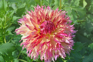 Large  fuzzy combination of peach and pink color Dahlia flower