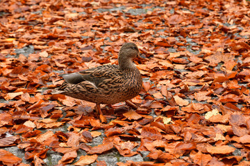 waterfowl duck and goose  walking on orange leaf from defoliation in autumn at the lake