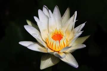 white water lily