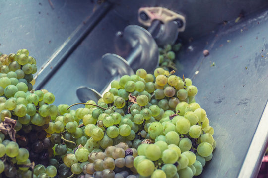 Process Of Crushing The Grapes In Winemaking