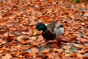 waterfowl duck and goose  walking on orange leaf from defoliation in autumn at the lake