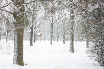 Winter landscape. Bird feeder on fir tree