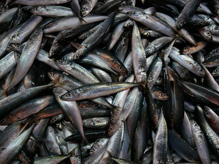 fresh fish in the market