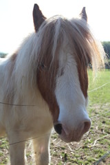 Shetland pony in field
