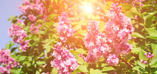 Purple lilac flowers spring blossom background. Wide photo.