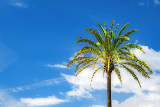 Bright green palmtree On a background of blue sky