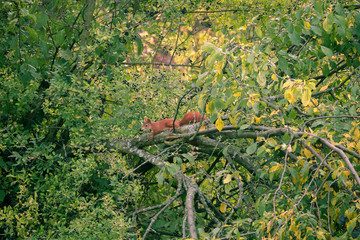 Eichhörnchen  Sciuromorpha Nagetiere Hörnchenverwandte Rodentia Euarchontoglires Sciurus Gattungen  Baumhörnchen  Tribus Sciurini  Hörnchen baumbewohnendes Leben 