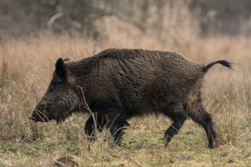 Wildschwein / Wildschweine im Winter / Wald - Forstenrieder Park