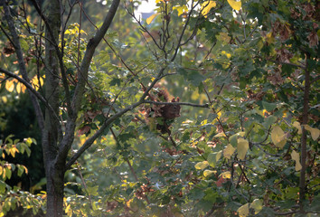 Eichhörnchen  Sciuromorpha Nagetiere Hörnchenverwandte Rodentia Euarchontoglires Sciurus Gattungen  Baumhörnchen  Tribus Sciurini  Hörnchen baumbewohnendes Leben  Curious red squirrel peeking behind  © Culipix