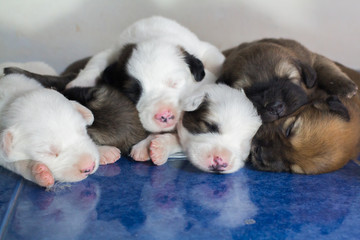 6 cute puppies are falling asleep