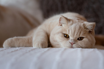 Kräftig und typvoll - BKH Britisch Kurzhaar Kater in creme auf Couch