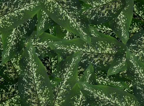 Concept fresh dieffenbachia leaf for background.