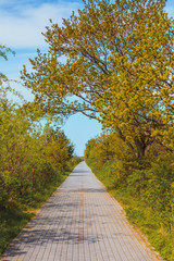 Nature concept, sidewalk in green park