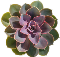 Echeveria Perle Von Nurnberg view from above