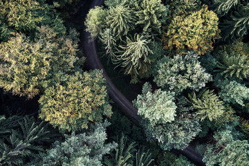 Autumn forest aerial drone view from above, dji