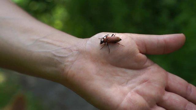 escarabajo en una mano de mujer