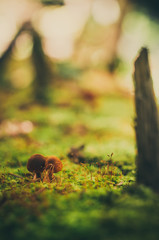 Moss tree macro