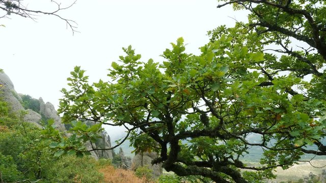 Oak tree covered with lichen high in the mountains.