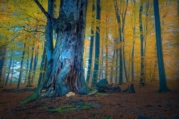 Jesienny Piękny Bukowy Las