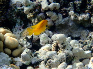 Naklejka na ściany i meble Sea goldie Fish