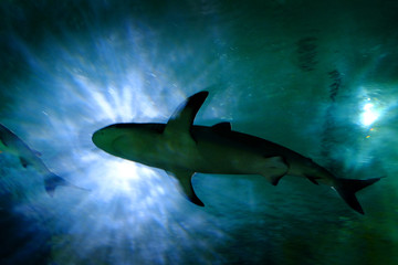 Shark in Sea Water with Bright Sunlight streaming Down
