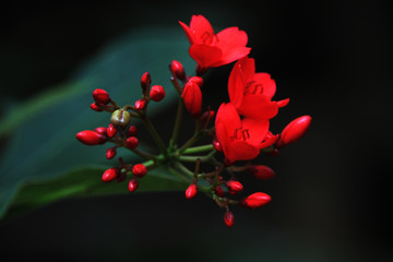 red flowers on black background