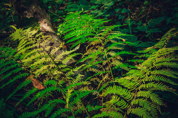 Fern flower in the forest