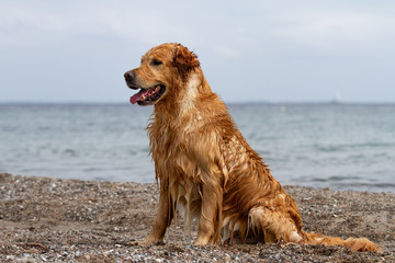 Golden Retriever, Rüde, working souls, 