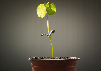 Soybean seedling on a pot