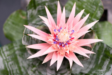 Bromeliad tropical plant. Top view