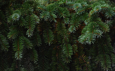 Christmas fir tree background texture