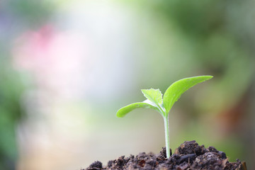 Young green plant growing