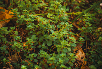 plants in the forest