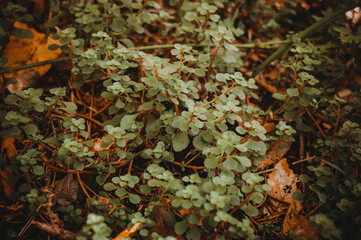 plants in the forest