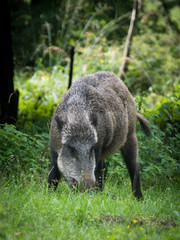 Wildschwein / Wildschweine im Forstenrieder Park