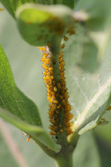 close-up of aphids on a milkweed plant