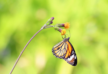 Closeup butterfly on flower (Common tiger butterfly)