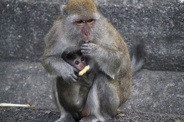 monkey and baby eating bean.