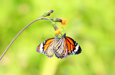 Closeup butterfly on flower (Common tiger butterfly)