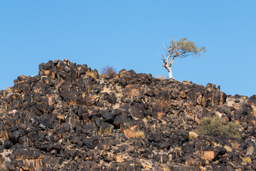 Lone tree on a rocky hill