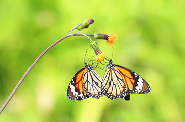 Closeup butterfly on flower (Common tiger butterfly)