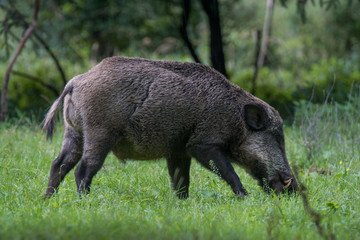 Wildschwein / Wildschweine im Forstenrieder Park