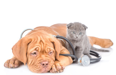 Baby kitten and sad puppy with stethoscope on his neck. isolated on white background