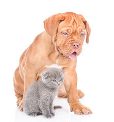 Obraz premium Bordeaux szczeniak siedzi ze szkockim kotkiem. na białym tle