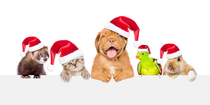 Group of pets in red christmas hats peeking over empty white board. isolated on white background. Space for text