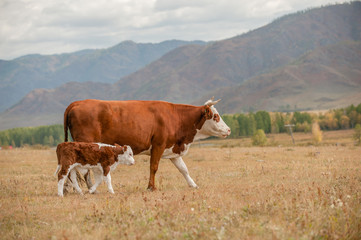 Fototapeta na wymiar Cow and calf walking on a autumn meadow