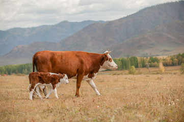 Cow and calf walking on a autumn meadow